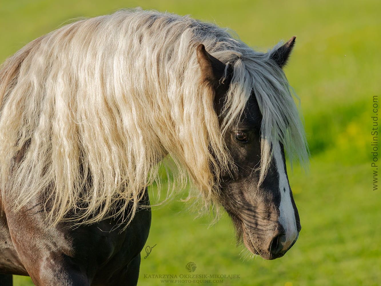 2 years old silver stallion Jafar Zofe aka Karat
